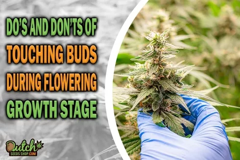 The Do’s and Don’ts of Touching Buds During Flowering
