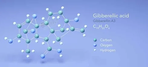 Easily Make Feminize Autoflower Seeds With Gibberellic Acid