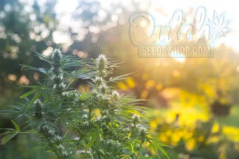 Embrace the Sun Light Requirements for Autoflowers