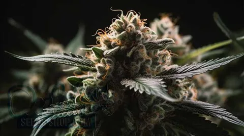 Flowering Stage