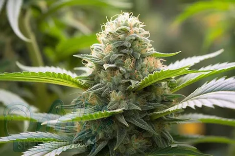Flowering Time