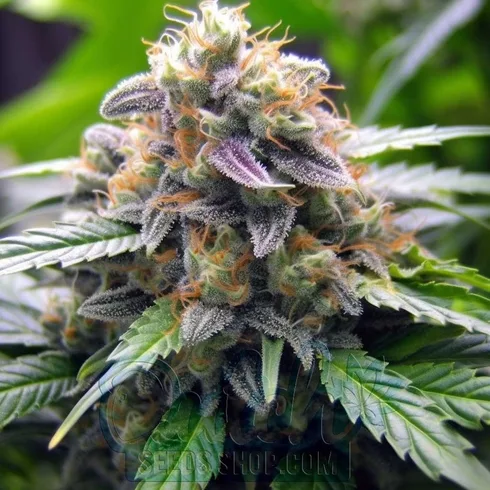 Buy Grape Ape Feminized Cannabis Seeds For Sale - DSS