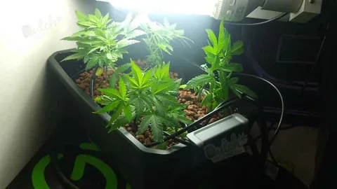 Grow Room