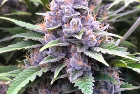 Growing Grandaddy X Bruce Banner Plants