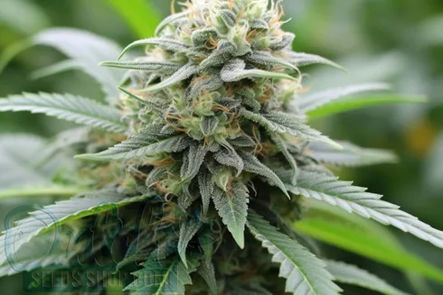Growing SFV Plants