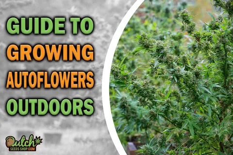 How To: Growing Autoflowering Seeds Outdoors