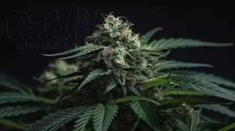 How Are CBD Seeds Autoflower Different From Regular?