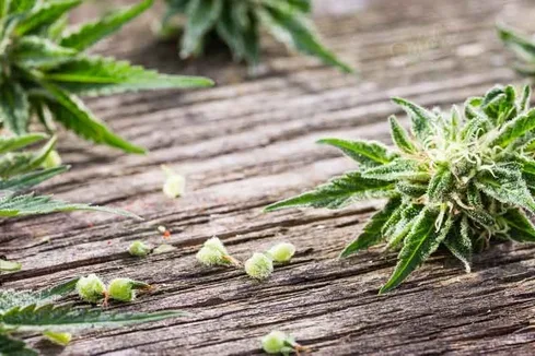 How To Feminize Seeds At Home