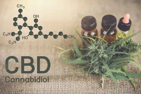 How To Get CBD Feminized Seed Of Cannabis Plants