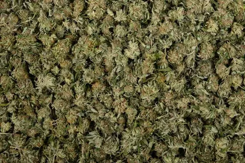 Huge Factors That Affect Autoflower Plants Yield