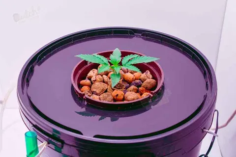 Hydroponic For Single Plant