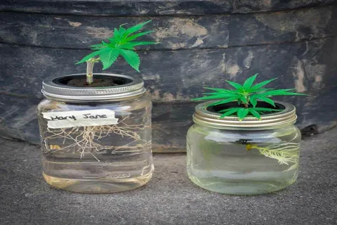 Hydroponics Home Growing