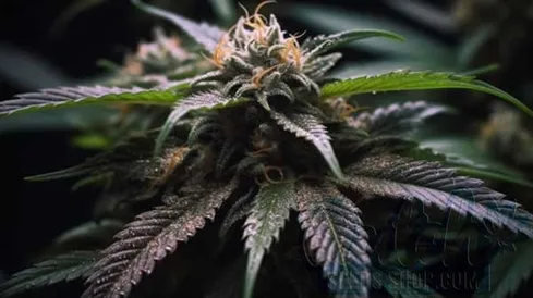 Is Black Domina Indica or Sativa