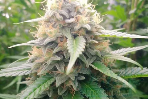 Is Blue Cookies Indica or Sativa