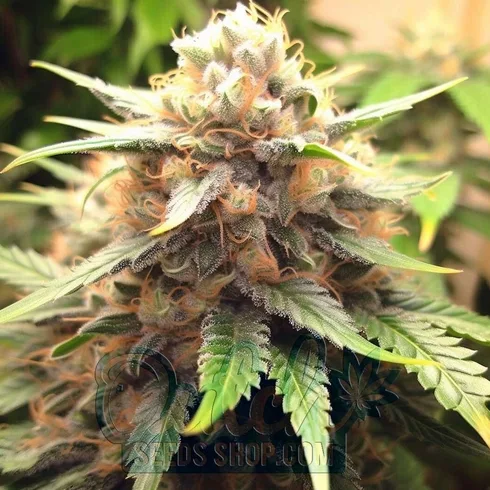 Buy Feminized Kali Mist Cannabis Seeds For Sale Online - DSS