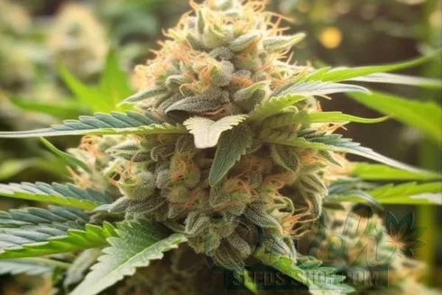 Kali Mist Strain Origin