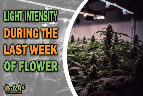 Light Intensity During the Last Week of Flower
