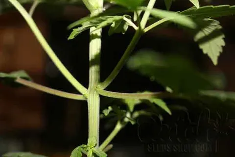 Nutrient Changes