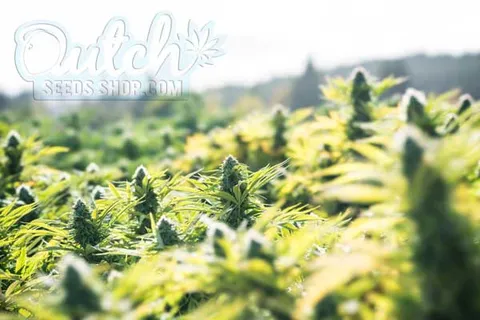 Pros and Cons of Outdoor Growing