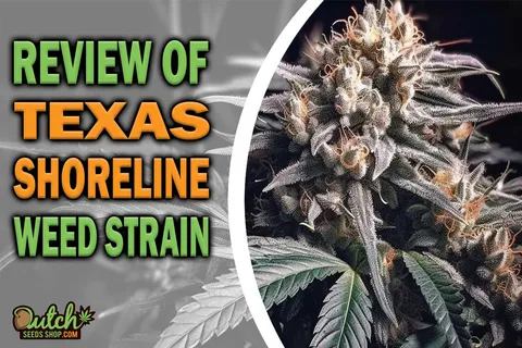 Texas Shoreline Marijuana Strain Information and Review