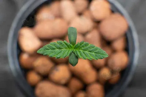 Seedling Stage