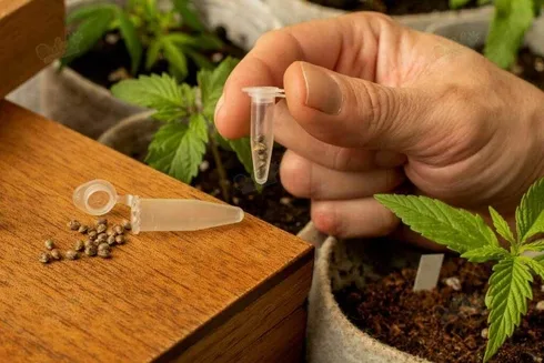 Size of Cannabis Seeds