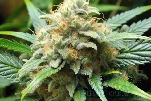 Super Skunk Weed Effects