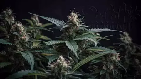 Tips For Maximizing Yield per Acre