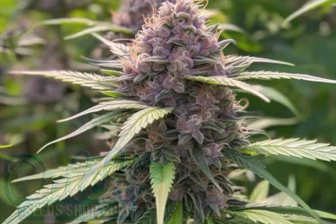 Tropicana Cookies Strain Origin