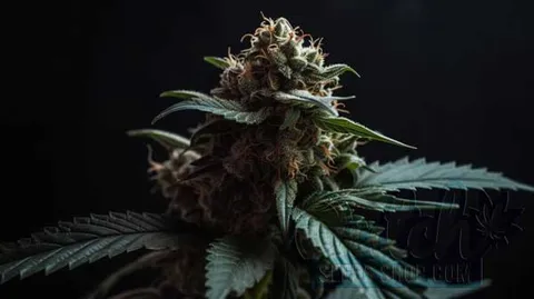 Understanding the Role of Molasses in Cannabis Growth