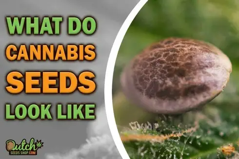 Unveiling the Mystery: What Do Cannabis Seeds Look Like