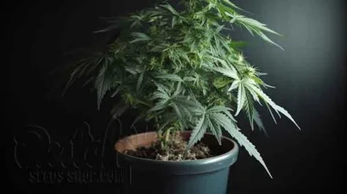 Watering Schedule