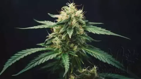 What Are Autoflower CBD Seeds?