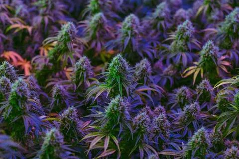 What Are Highest Yielding Autoflower Strains And Why Are They Important