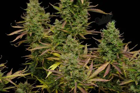 What Autoflower Strain Has Highest Yields