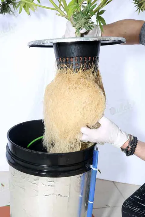 What Is Hydroponics