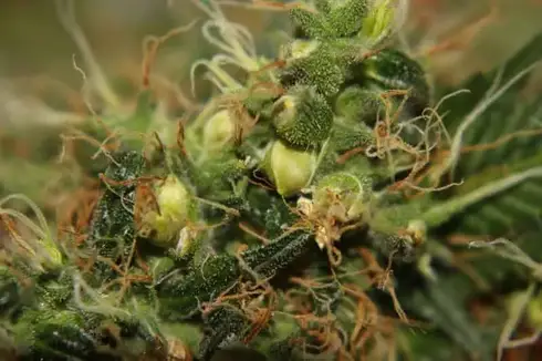 What Is Meaning Of Feminized Seeds