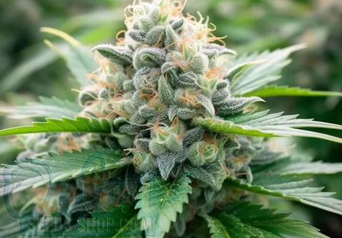 White Widow XTRM Strain Origin