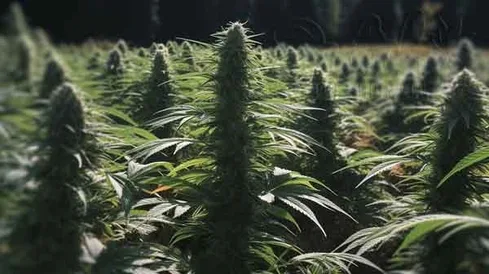 Benefits of Outdoor Growing