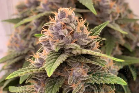 Appearance of Screaming Eagle Weed