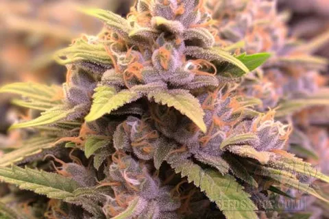 Aroma and Flavor