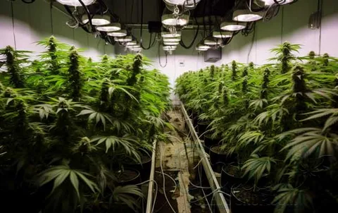 Benefits of Indoor Growing
