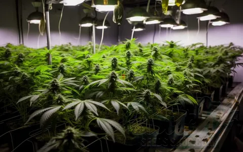 Benefits of Indoor Growing