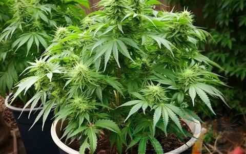 Benefits of Outdoor Growing
