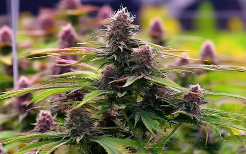 Benefits of Outdoor Growing