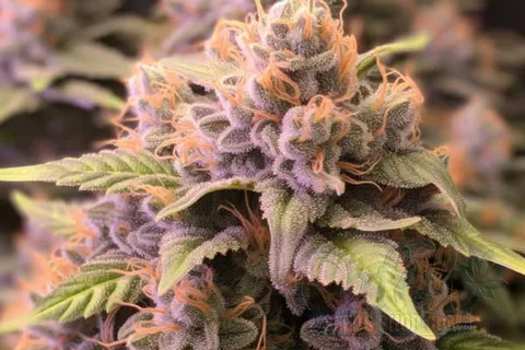 Flowering Time and Yield of Screaming Eagle Seeds