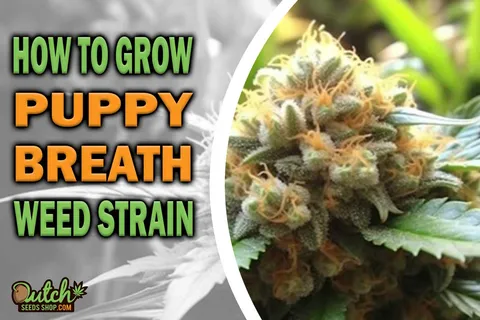 How to Grow Puppy Breath Strain