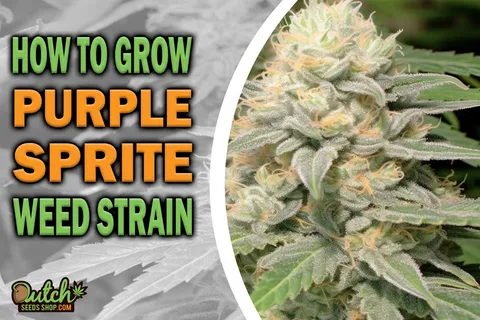 How to Grow Purple Sprite Strain