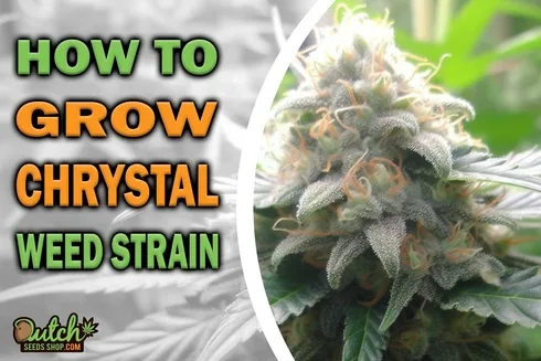 How to Grow Chrystal Strain