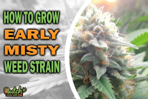 How to Grow Early Misty Strain
